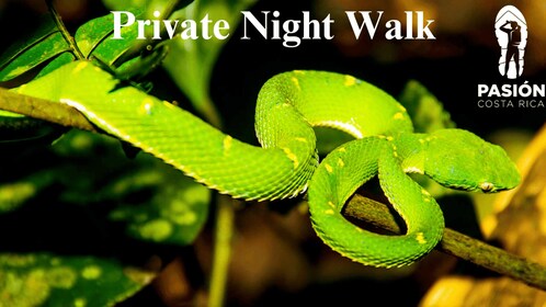 Monteverde: Private Night Walk with Wildlife Encounters