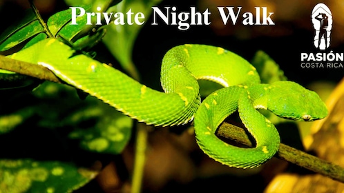 Monteverde: Private Night Walk with Wildlife Encounters