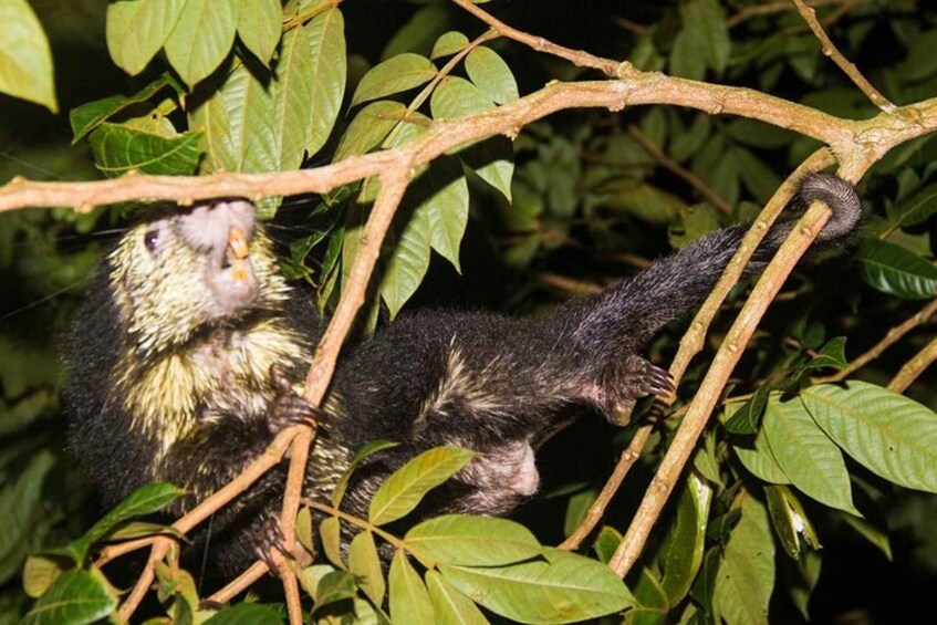 Picture 2 for Activity Monteverde: Private Night Walk with Wildlife Encounters