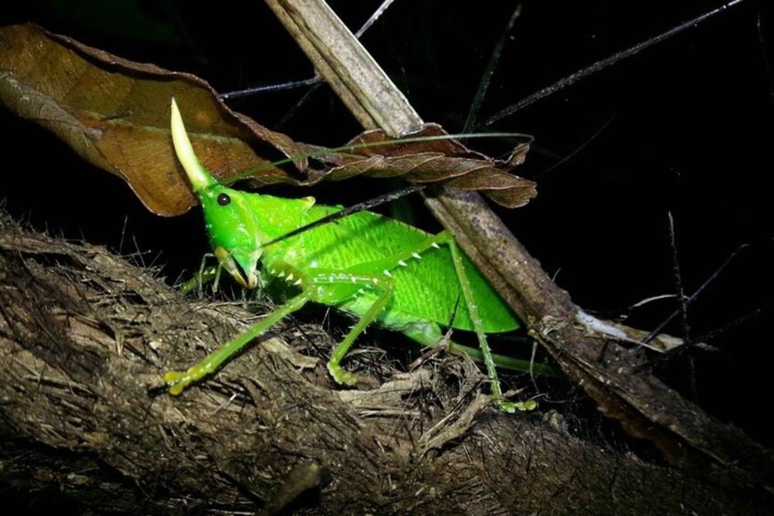 Picture 3 for Activity Monteverde: Private Night Walk with Wildlife Encounters