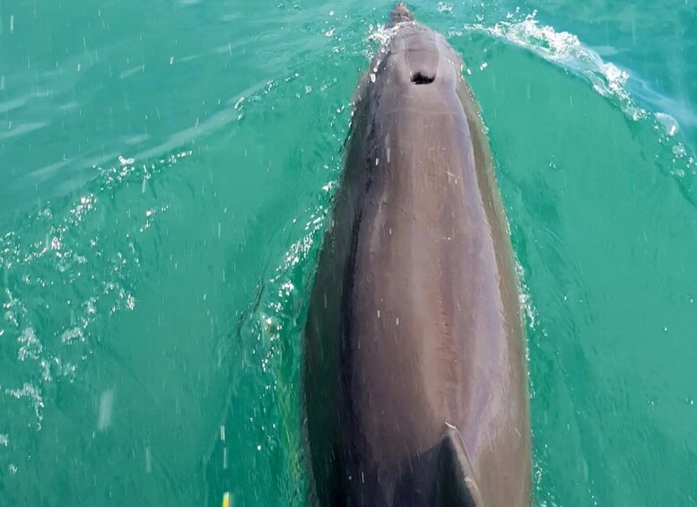 Picture 5 for Activity Golfo Dulce Marine Wildlife Tour