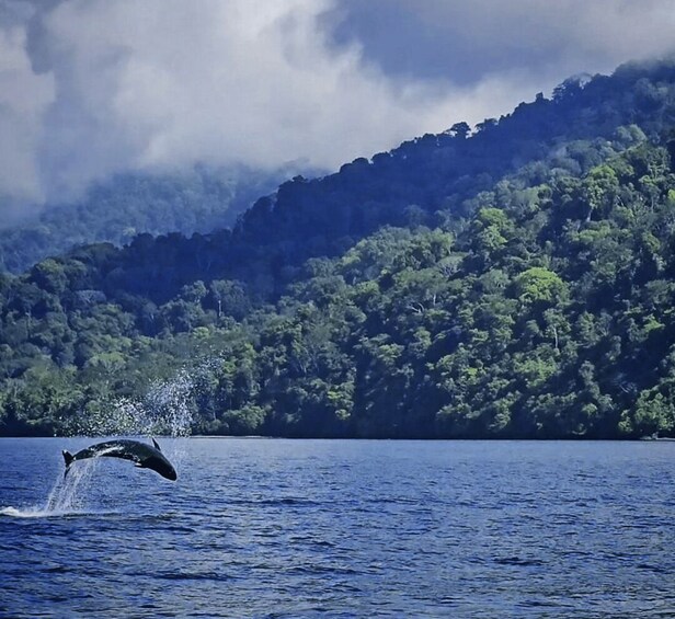 Picture 3 for Activity Golfo Dulce Marine Wildlife Tour