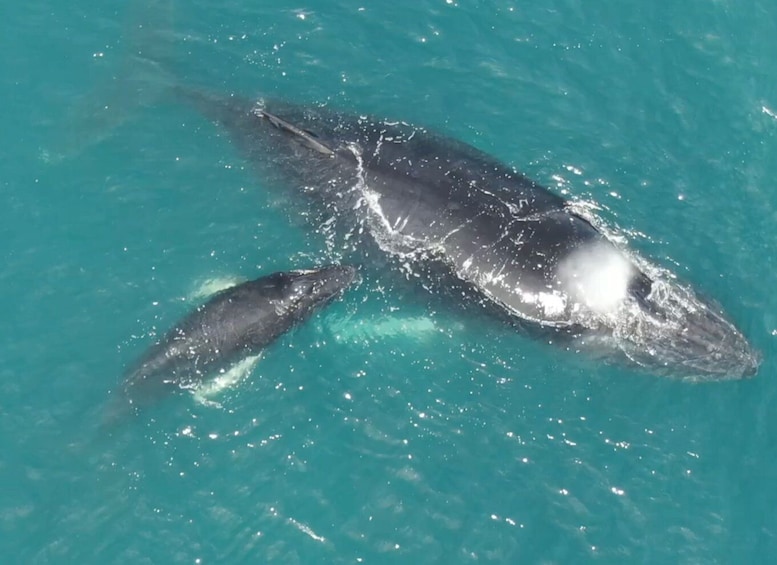 Golfo Dulce Marine Wildlife Tour