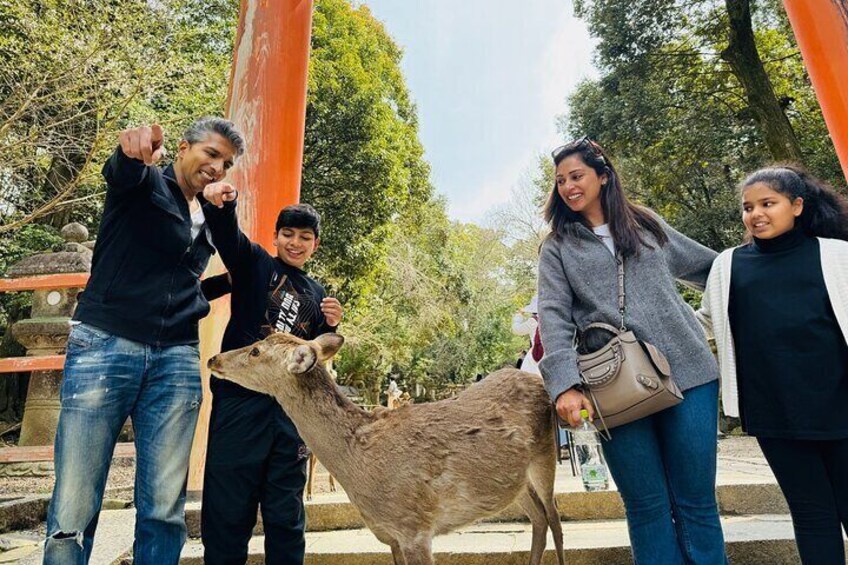 7hr Private Guided Van Tour Nara & Matcha Farm 