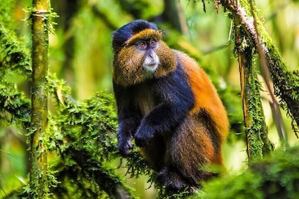 Trekking y experiencia cultural en Golden Monkey, Parque Nacional de los Vo...