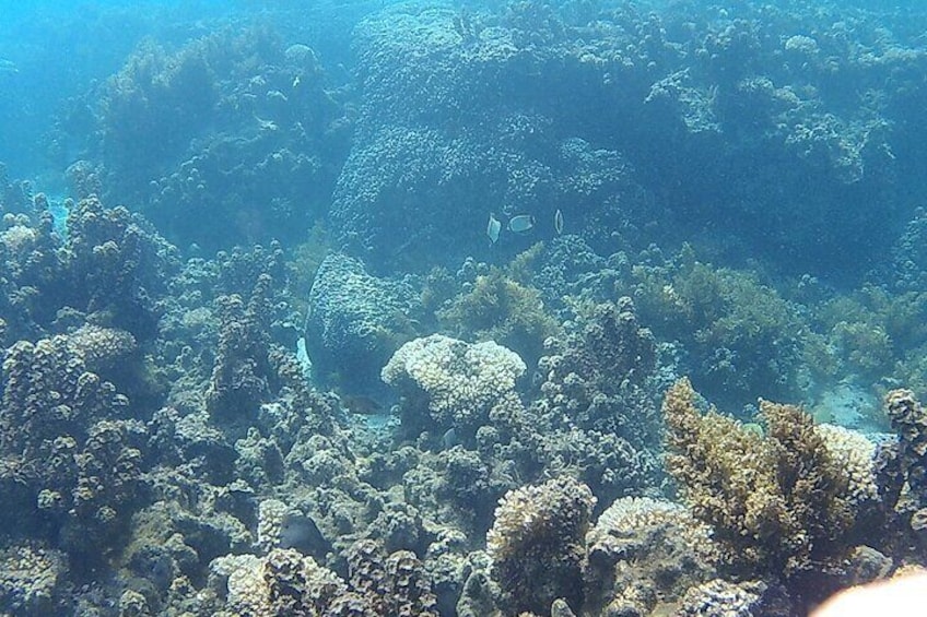 Private Half Day Excursion on the Lagoon of Tahiti