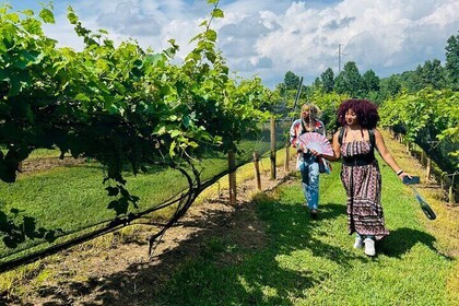 Elijay Three Vineyards Private Wine Tasting Tour from Atlanta