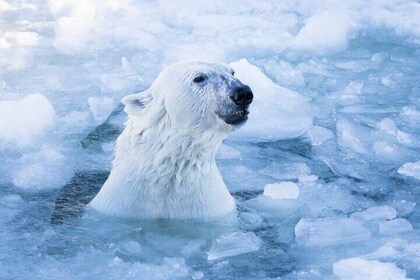 Rovaniemi Arctic Polar Bear Adventure Afternoon Trip