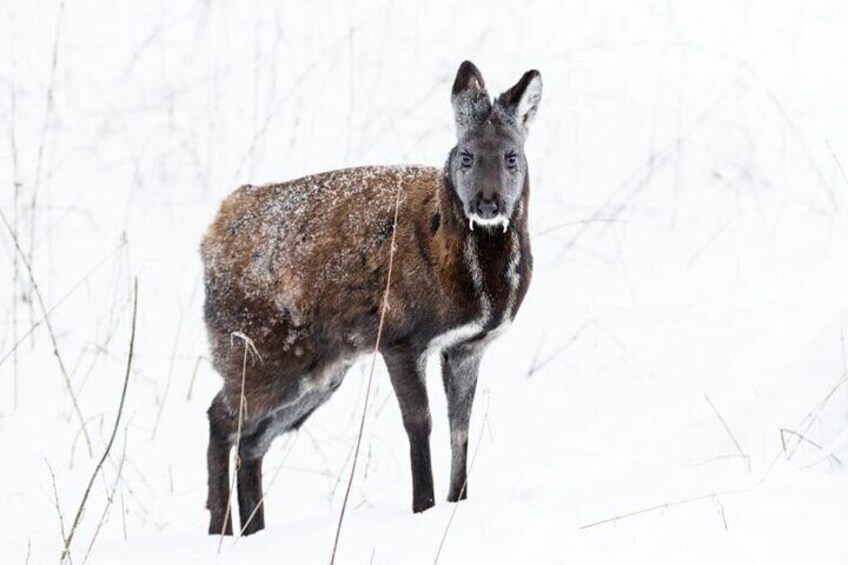 Musk deer