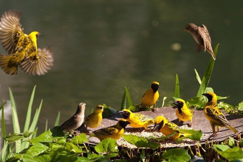 Half Day Isimangaliso Wetlands Park Boat Tour from Richards Bay