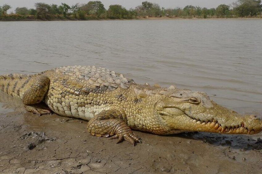 Half Day Isimangaliso Wetlands Park Boat Tour from Richards Bay