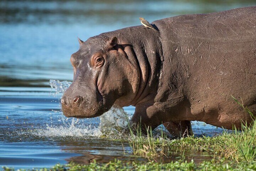 Half Day Isimangaliso Wetlands Park Boat Tour from Richards Bay