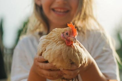 Alghero: visita un refugio de animales en Olmedo