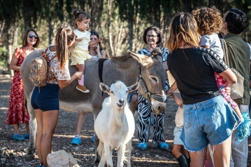 Animal Shelter Experience in Olmedo