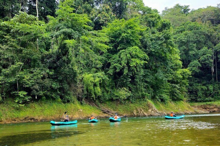 Kayak and Hike: The Chagres Rainforest Experience