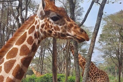 Giraffe Centre Karen Blixen Beads Centre and Bomas of Kenya