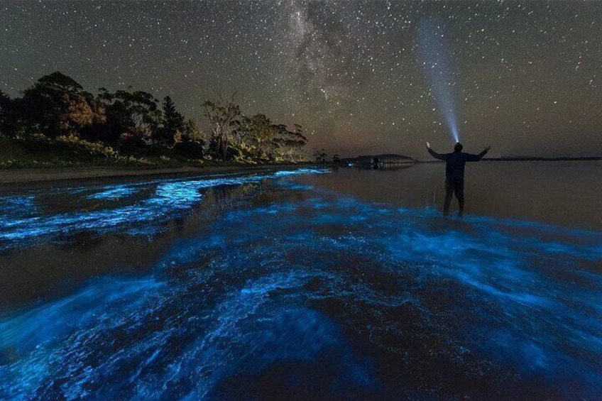 Grand Cayman Bioluminescent Bay Adventure