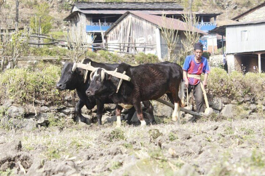 7 Days Tour on Poon Hill Trek and Chitwan Jungle Safari 