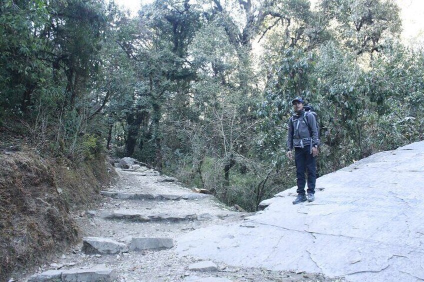 7 Days Tour on Poon Hill Trek and Chitwan Jungle Safari 