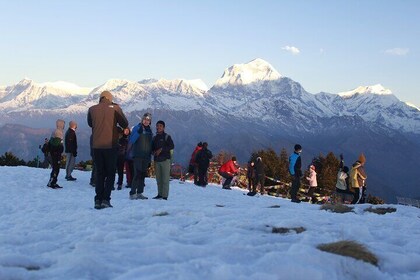 7 Days Tour on Poon Hill Trek and Chitwan Jungle Safari