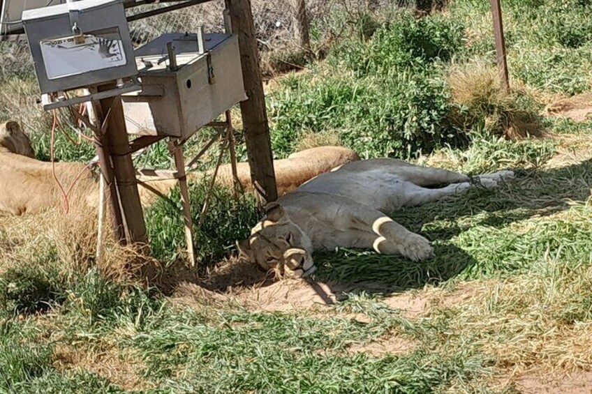 Aquila Game Reserve Safari