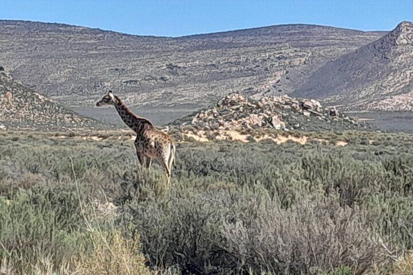 Aquila Game Reserve Safari