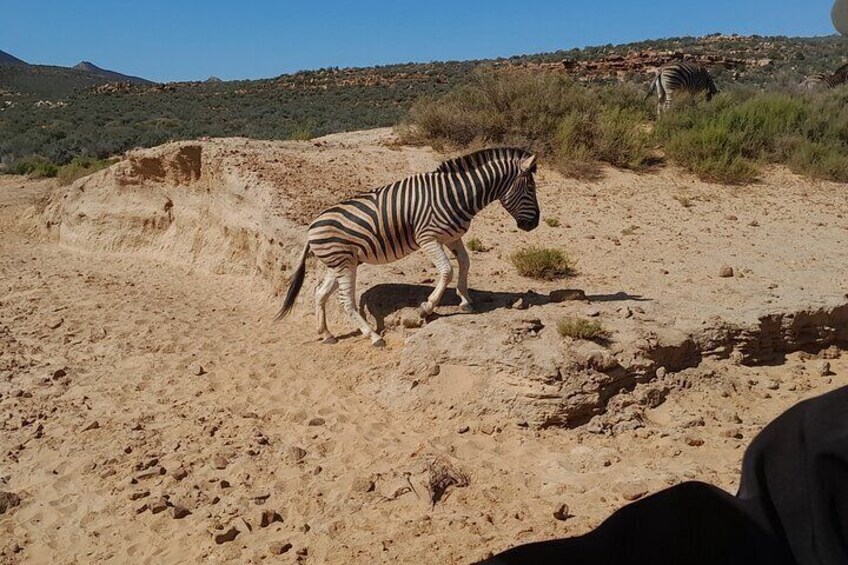 Aquila Game Reserve Safari