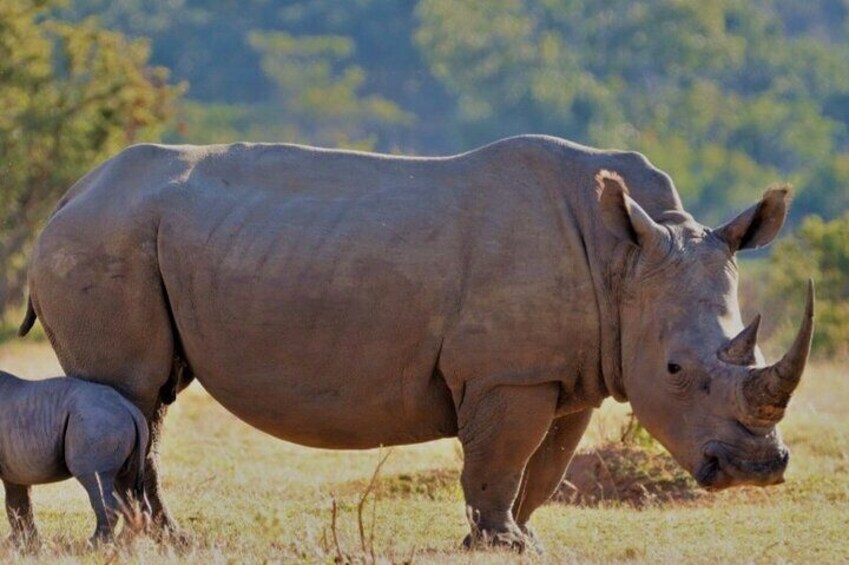 Cape white rhinos