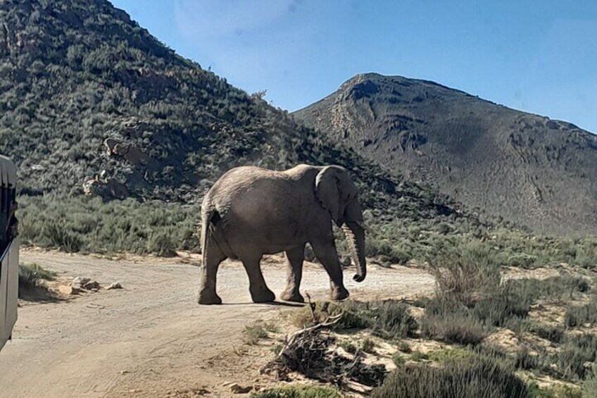 Aquila Game Reserve Safari