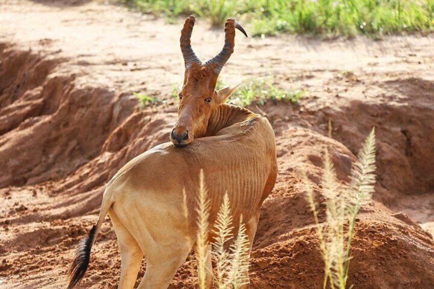 All Inclusive 3 Day Murchison Falls National Park Safari