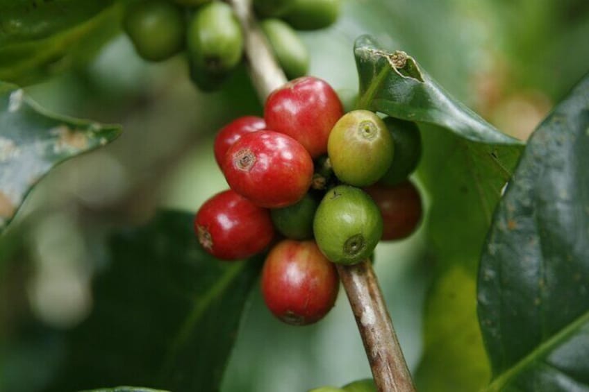Costa Rican Coffee, Chocolate and Sugar Cane Activity