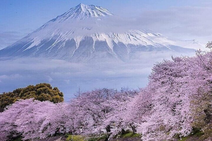 Mount Fuji and Hakone Full Day Private Sightseeing Tour 