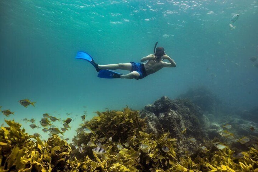 3 hours Snorkeling Adventure from Port Stephens