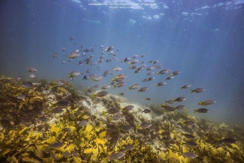 3 hours Snorkeling Adventure from Port Stephens