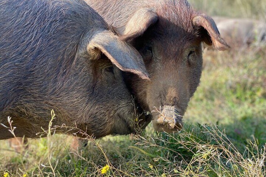 2 Day Ham Route Tour in Jerez de los Caballeros and Extremadura