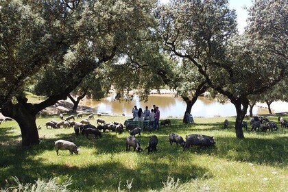 2 Day Ham Route Tour in Jerez de los Caballeros and Extremadura