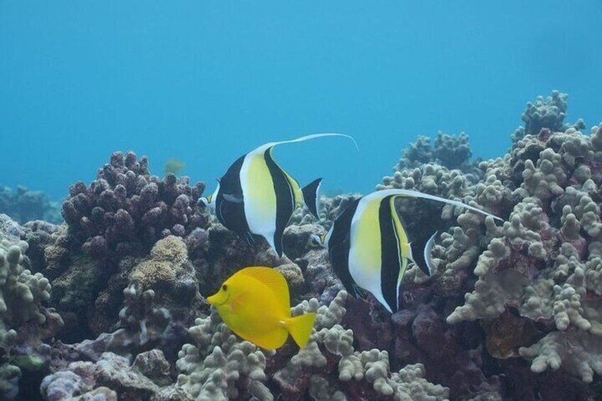 Molokini Luxury Yacht Snorkel 