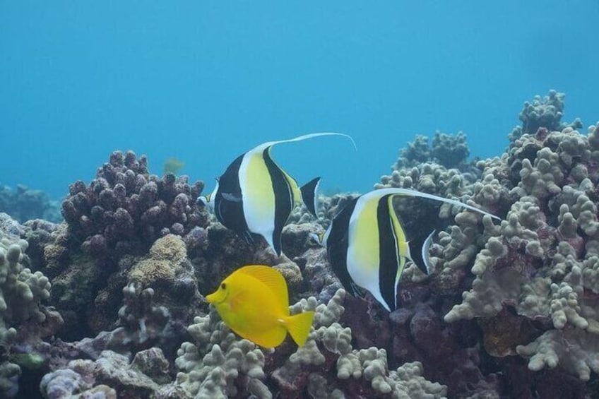 Molokini Luxury Yacht Snorkel