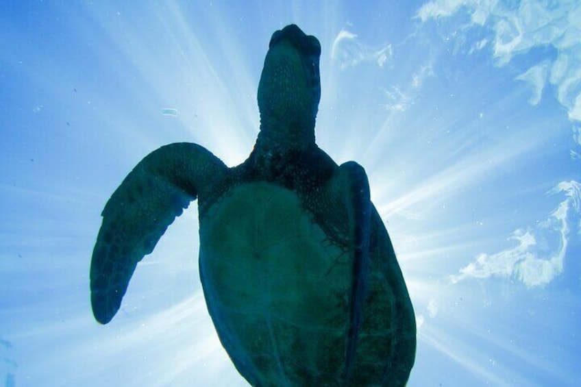 Hawaiian Green Sea Turtle