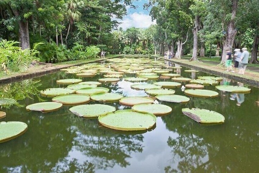 Pamplemousses Garden