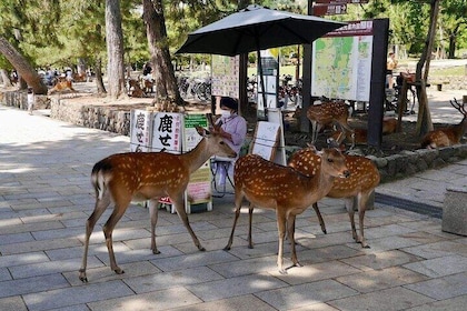 Nara, Todaiji Temple and Kuroshio Market One Day Tour from Osaka