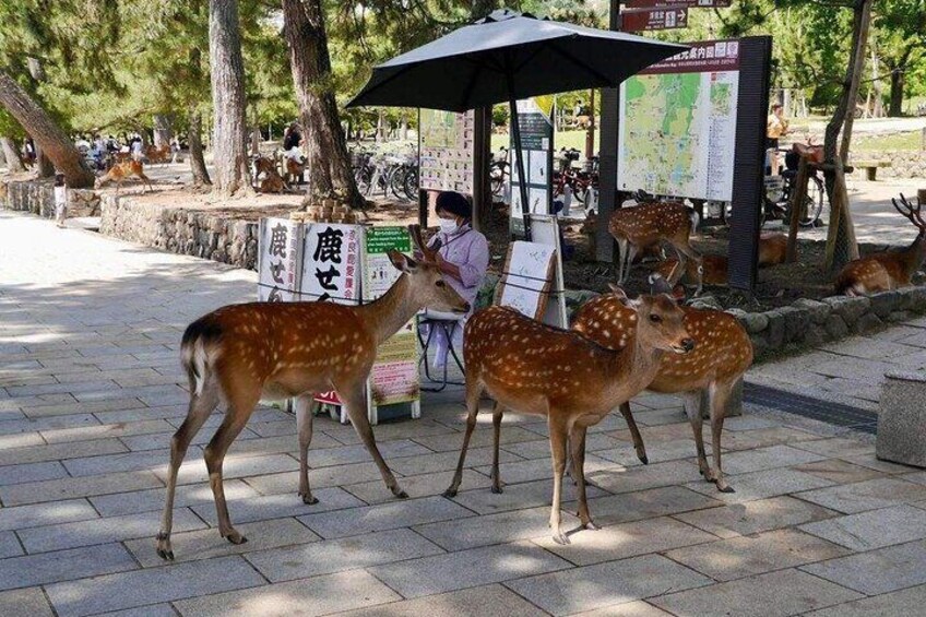 Nara, Todaiji Temple & Kuroshio Market One Day Tour from osaka