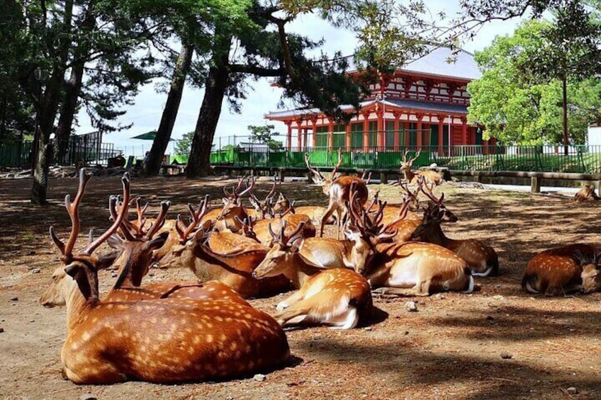 Nara, Todaiji Temple & Kuroshio Market One Day Tour from osaka