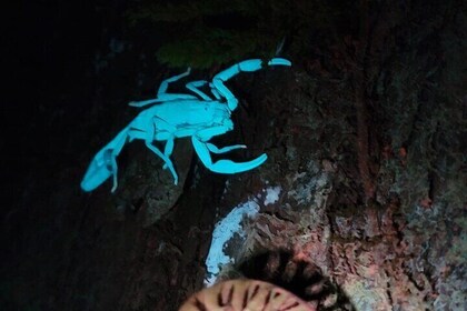 Nachtwandeling Monteverde