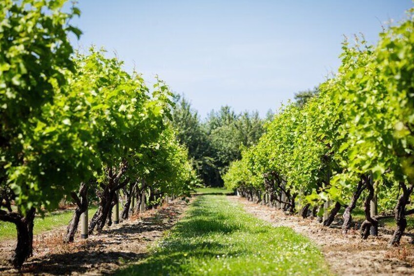 The Vineyard is open for everyone to enjoy and explore.