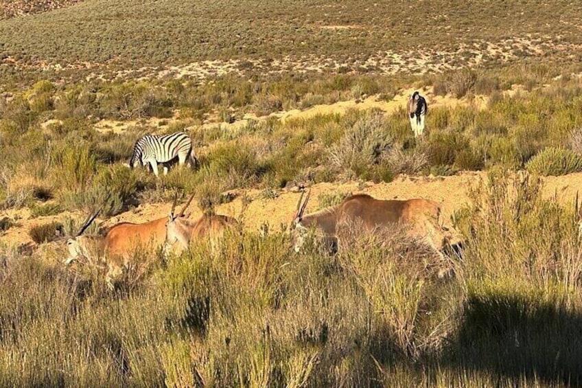 2 Nights Safari and Adventure on Paternoster