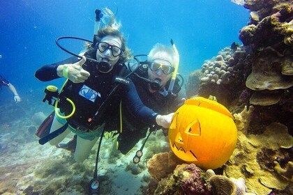 Catalina Island Scuba Diving Adventure The Wall & The Aquarium