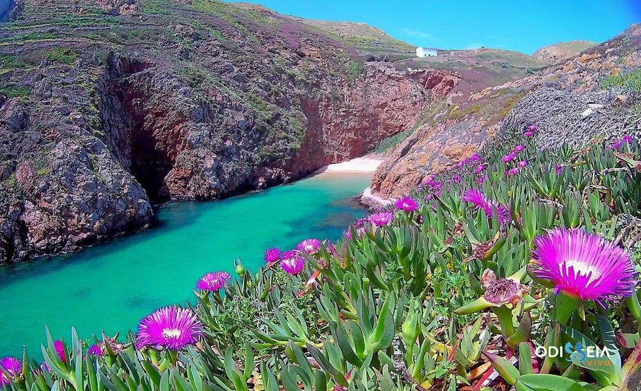 Peniche: Berlengas Island Catamaran Tour - Round Trip