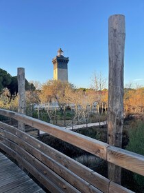 Visit Camargue and Espiguette Lighthouse from Montpellier