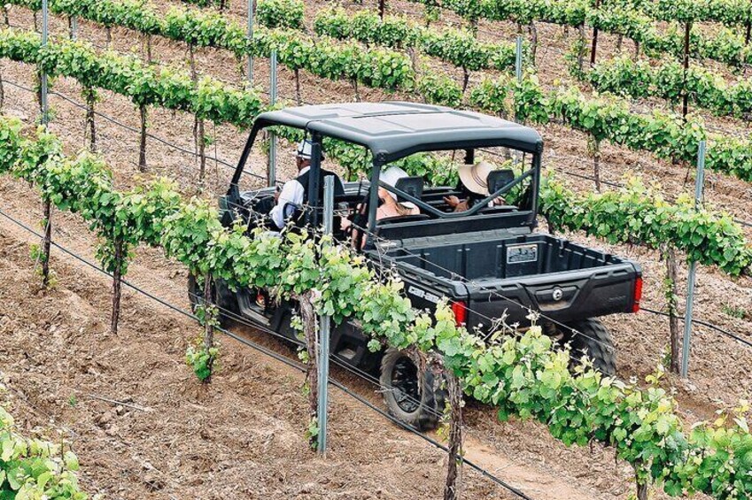 Grapes and Gears: Private ATV Vineyard Tour